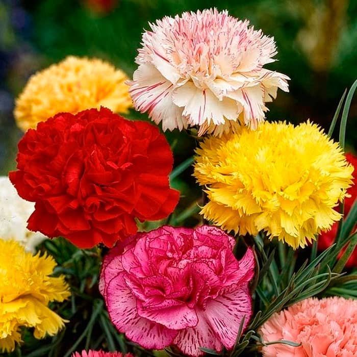 Насіння гвоздики «Гренадін феєрія»