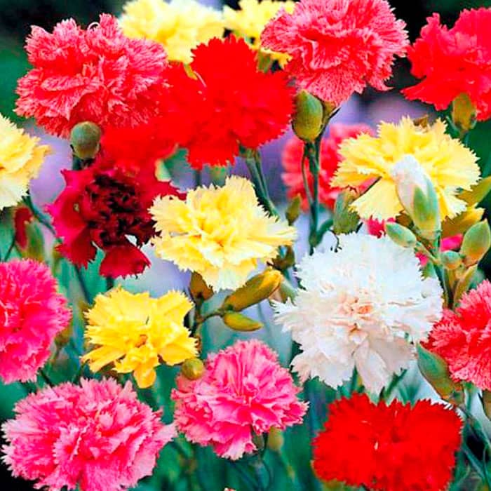 Насіння гвоздики «Гренадін феєрія»