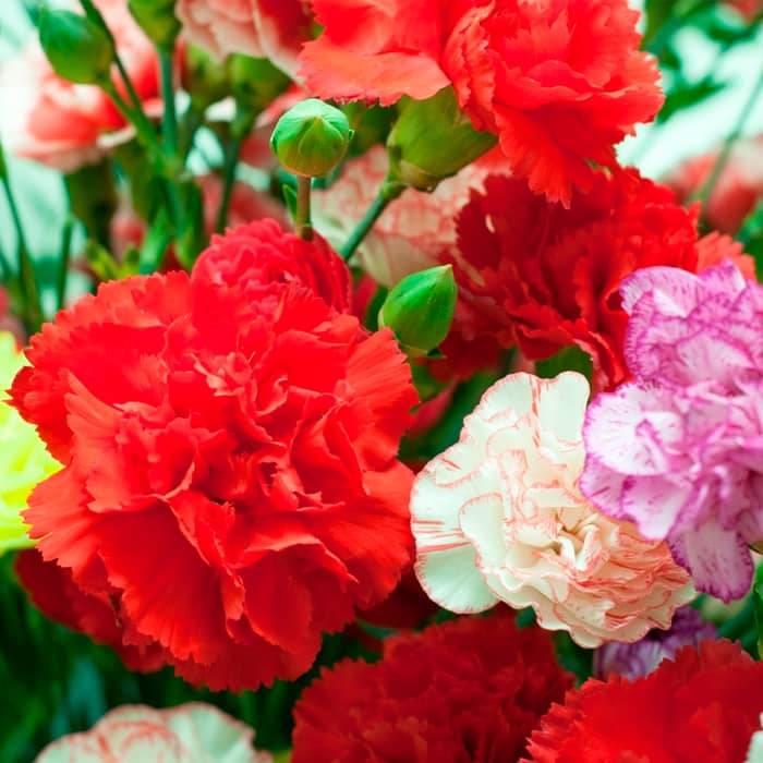 Насіння гвоздики «Гренадін феєрія»