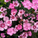Насіння гвоздики перистої «Рожевий сад»