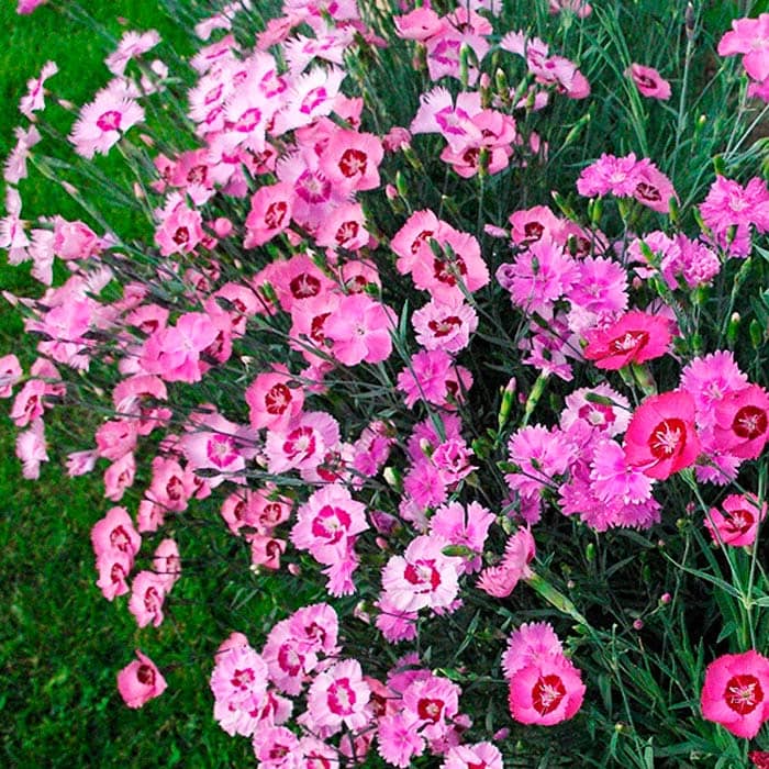Насіння гвоздики перистої «Рожевий сад»