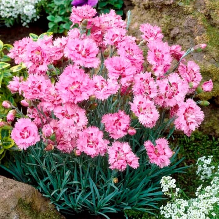 Насіння гвоздики перистої «Рожевий сад»