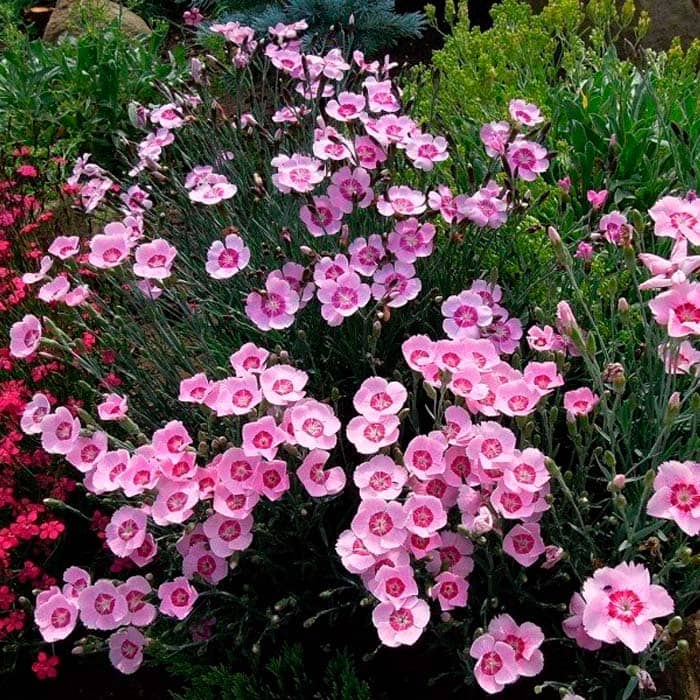 Насіння гвоздики перистої «Рожевий сад»