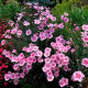 Насіння гвоздики перистої «Рожевий сад»