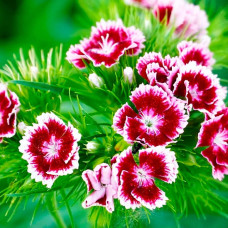 Насіння гвоздики «Турецької»