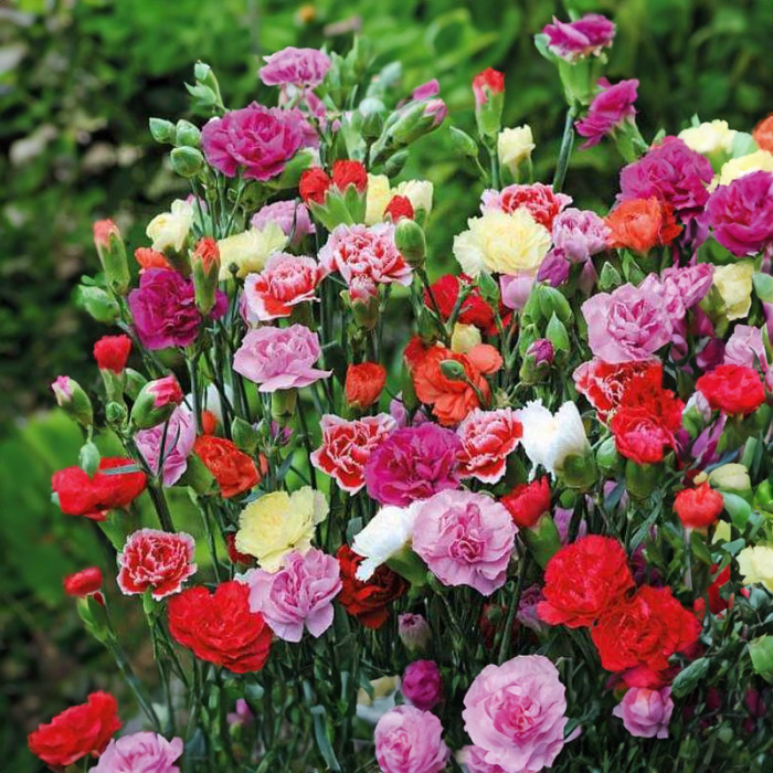 Насіння однорічної гвоздики «Пікоті Фентезі» 0,15 г