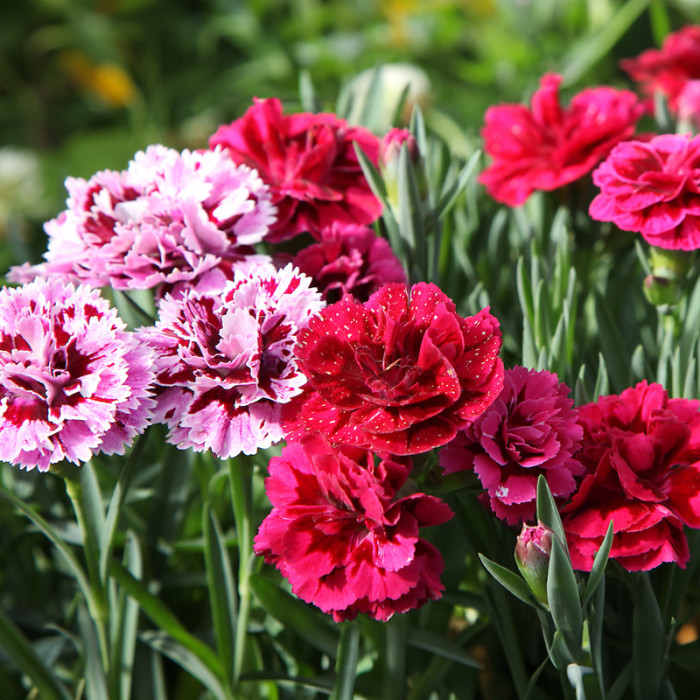 Насіння однорічної гвоздики «Пікоті Фентезі» 0,15 г