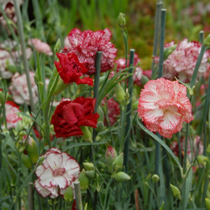 Насіння однорічної гвоздики «Пікоті Фентезі» 0,15 г