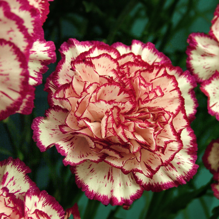 Насіння однорічної гвоздики «Пікоті Фентезі» 0,15 г