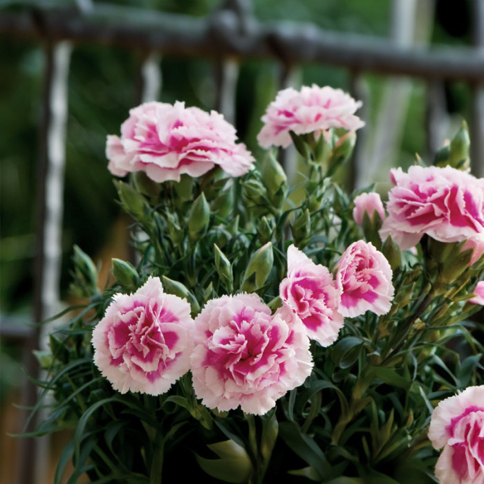 Насіння однорічної гвоздики «Пікоті Фентезі» 0,15 г