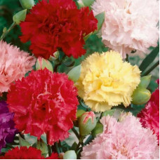 Насіння однорічної гвоздики «Шабо» 0,1 г