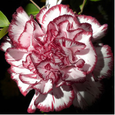 Насіння однорічної гвоздики «Страйпед» 0,15 г