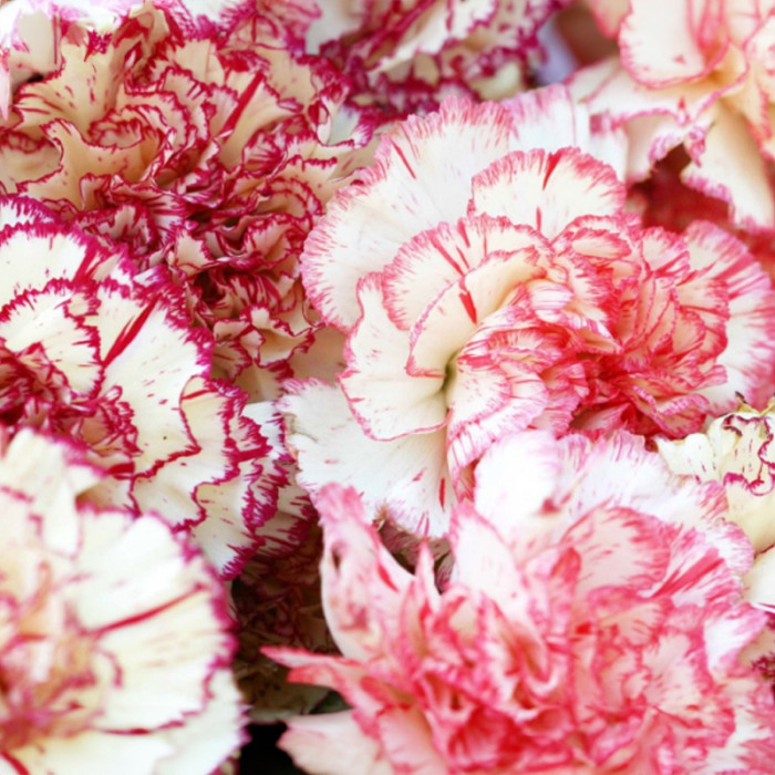 Насіння однорічної гвоздики «Страйпед» 0,15 г