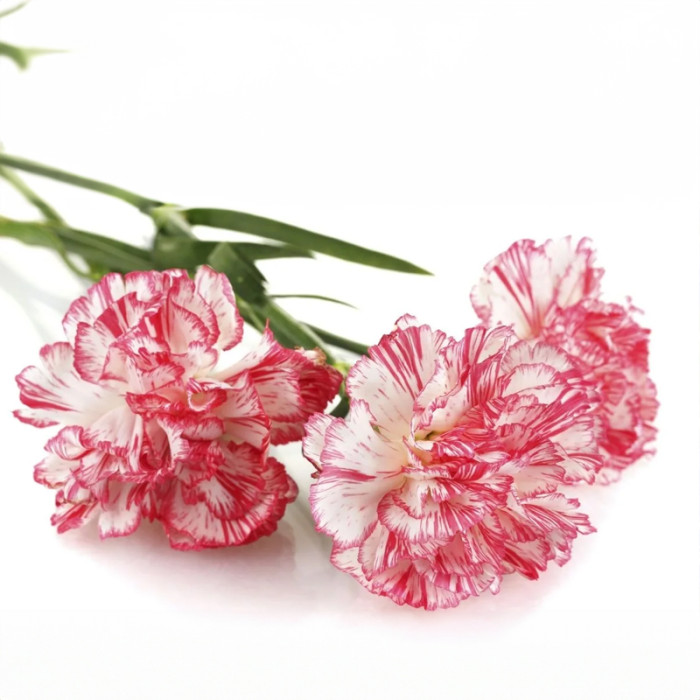 Насіння однорічної гвоздики «Страйпед» 0,15 г