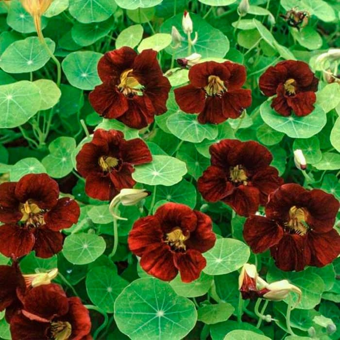 Насіння настурції «Блек вельвет»