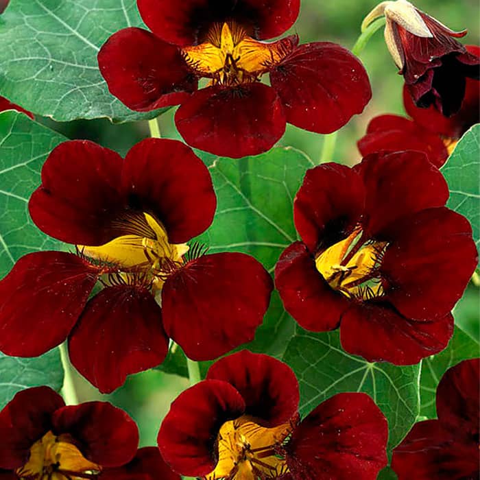 Насіння настурції «Блек вельвет»