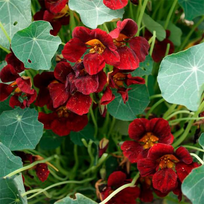 Насіння настурції «Блек вельвет»