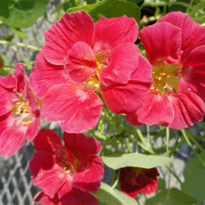 Насіння настурції «Імператриця»