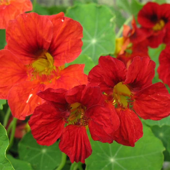 Насіння настурції «Імператриця»