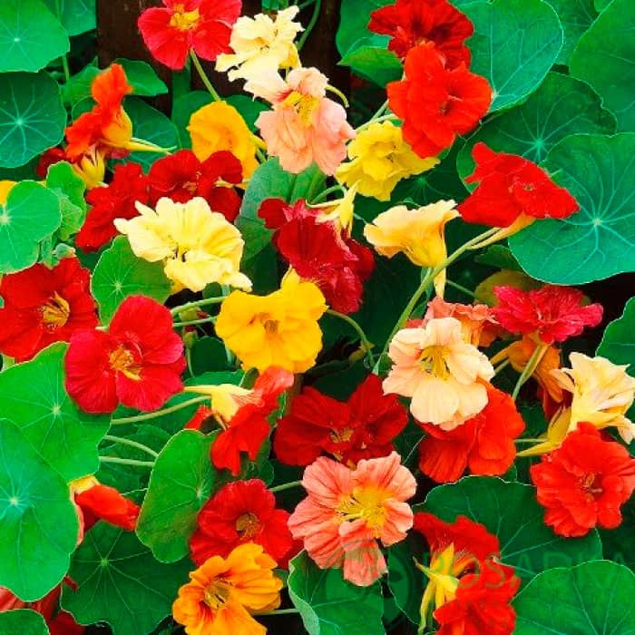 Насіння красолі «Мелба»