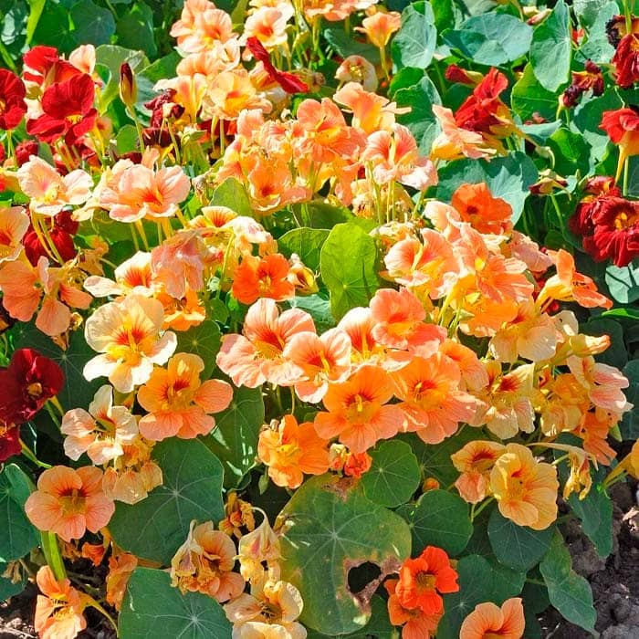 Насіння красолі «Мелба»