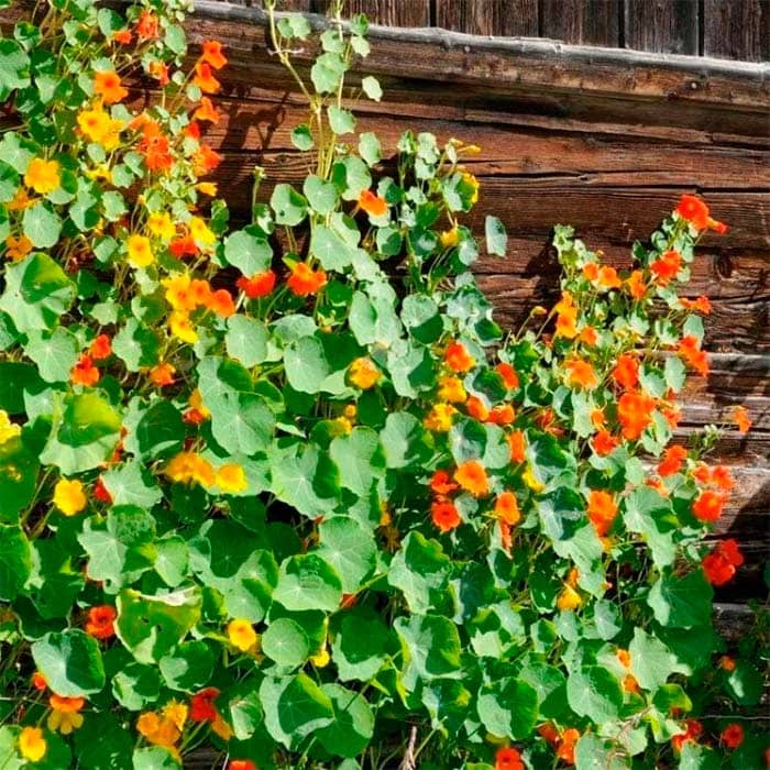 Насіння красолі «Мелба»