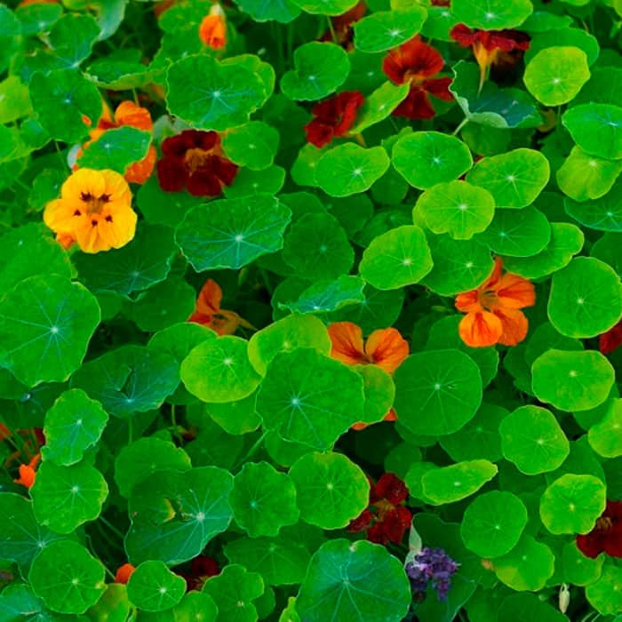 Насіння красолі «Мелба»