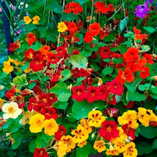 Насіння красолі «Райські птахи»