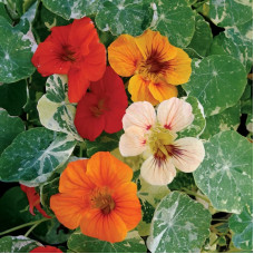 Насіння однорічної красолі «Аляска» 1 г