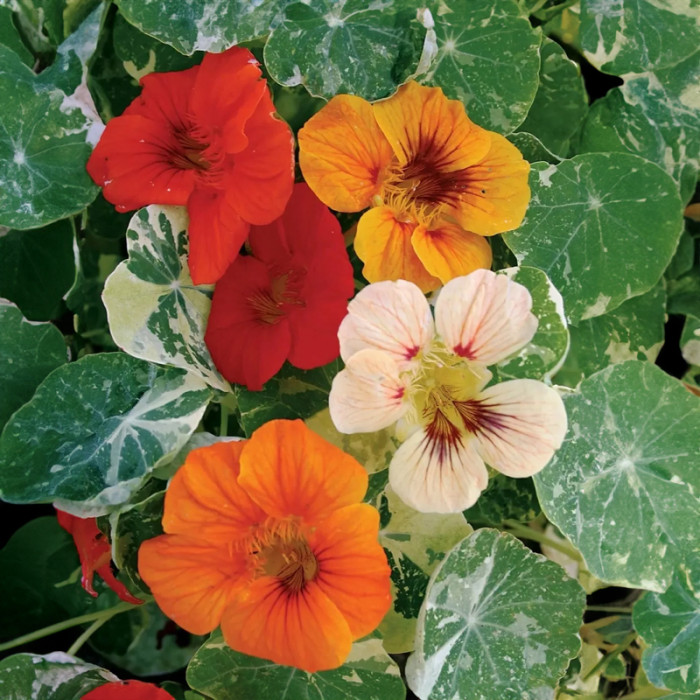 Насіння однорічної красолі «Аляска» 1 г