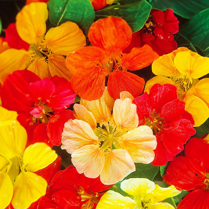 Насіння однорічної красолі «Аляска» 1 г