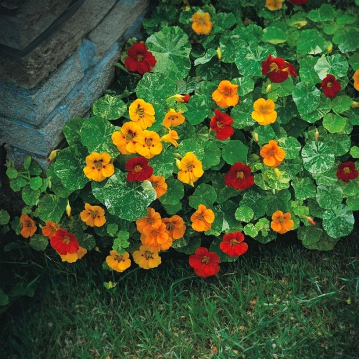 Насіння однорічної красолі «Аляска» 1 г