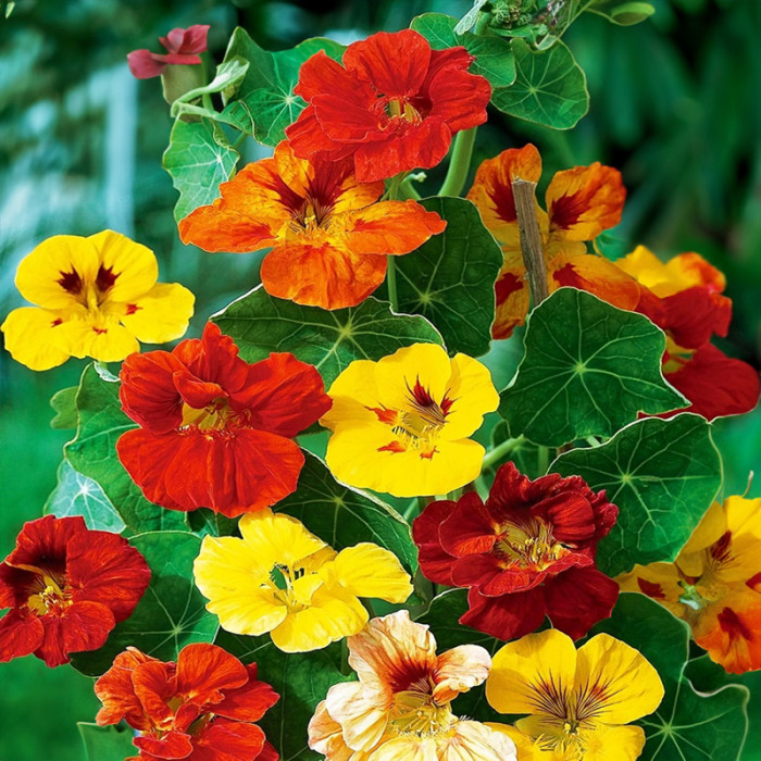 Насіння однорічної красолі «Аляска» 1 г