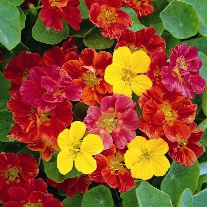 Насіння однорічної красолі «Аляска» 1 г