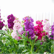 Насіння однорічного левкою «Діамант» 0,15 г