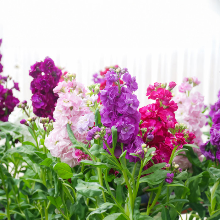 Насіння однорічного левкою «Діамант» 0,15 г