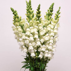 Насіння ротиків (левовий зів) «Білий букет»