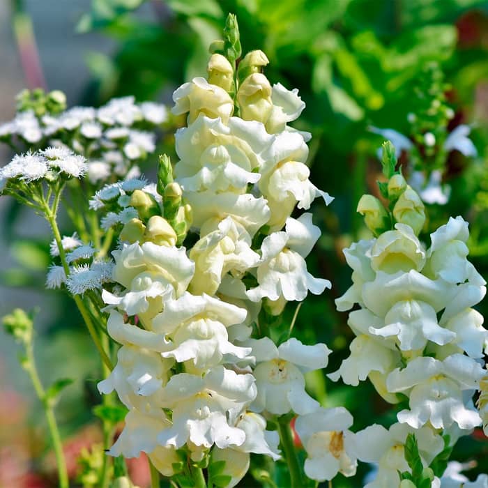 Насіння ротиків (левовий зів) «Білий букет»