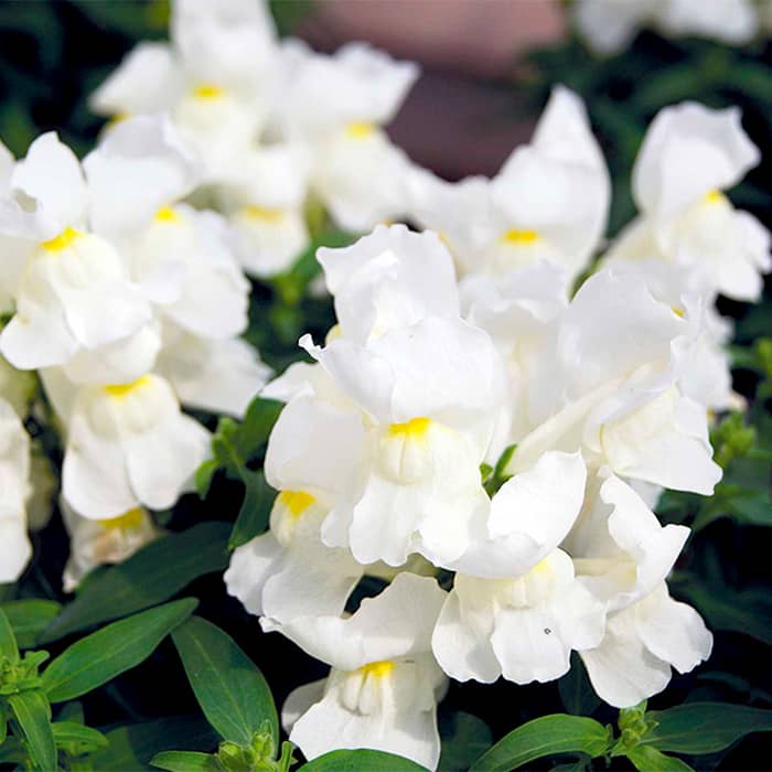 Насіння ротиків (левовий зів) «Білий букет»