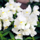 Насіння ротиків (левовий зів) «Білий букет»