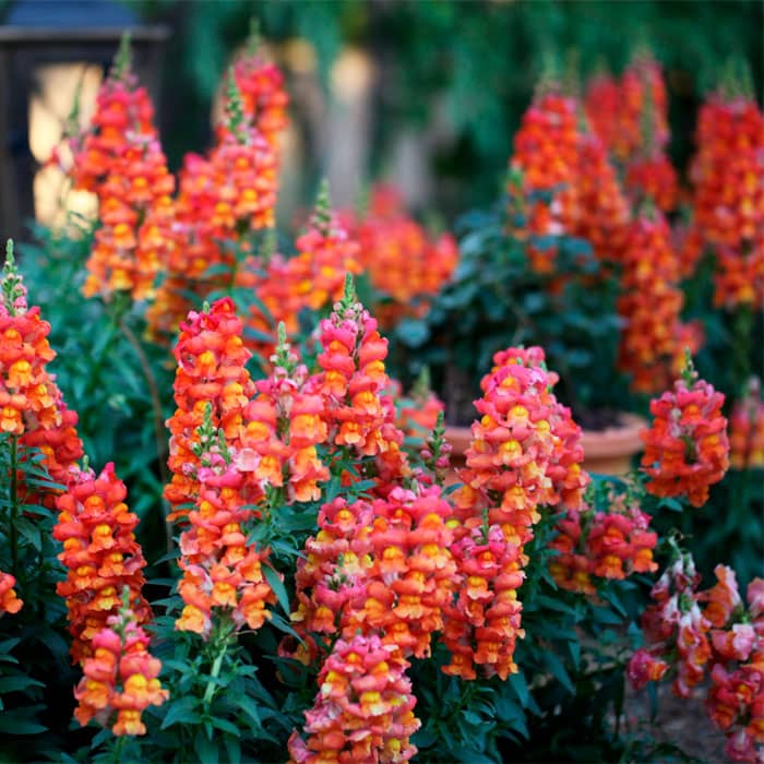 Суміш насіння ротиків (левовий зів) «Мідний вершник»