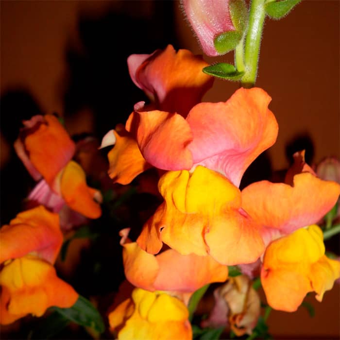 Суміш насіння ротиків (левовий зів) «Мідний вершник»