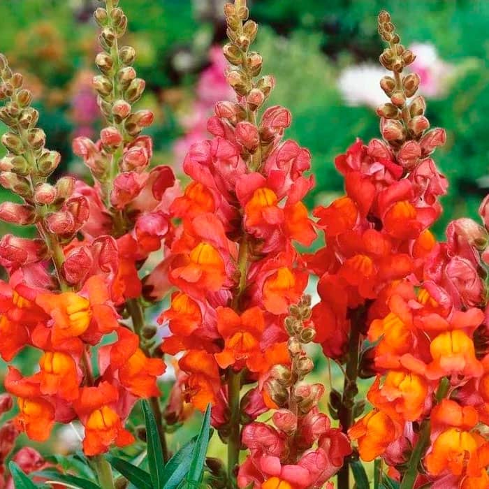 Суміш насіння ротиків (левовий зів) «Мідний вершник»