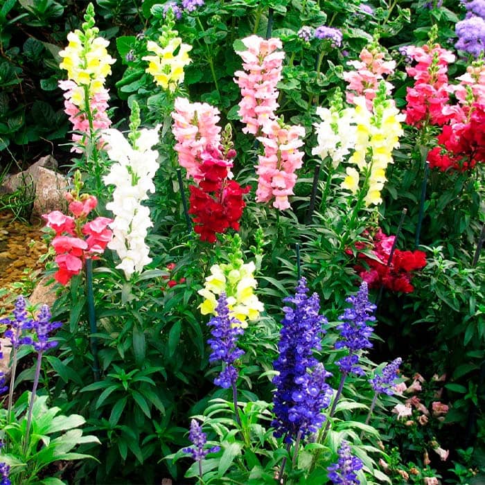 Суміш насіння ротиків (левовий зів) «Монако