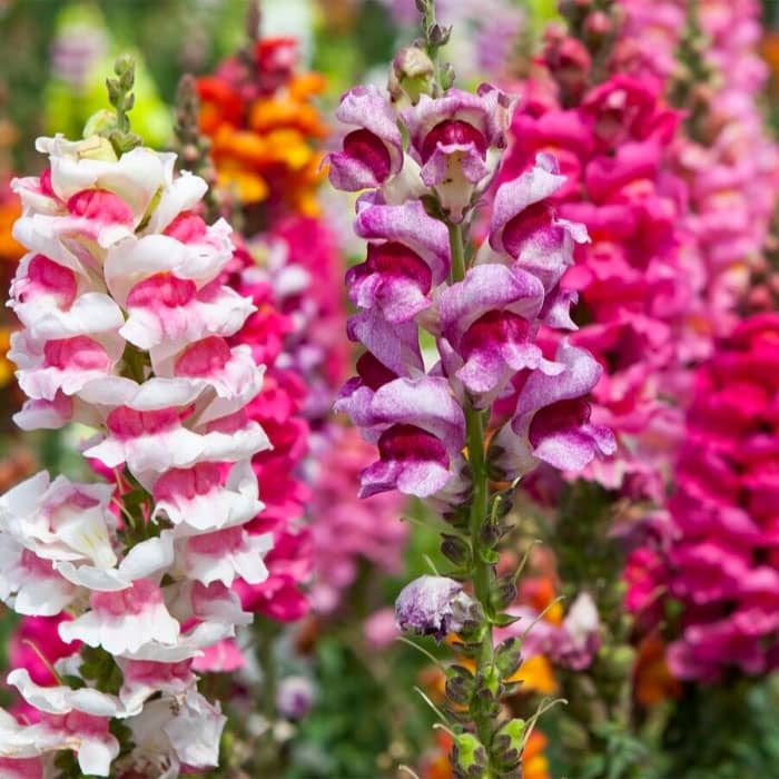 Суміш насіння ротиків (левовий зів) «Монако