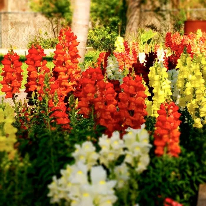 Суміш насіння ротиків (левовий зів) «Монако