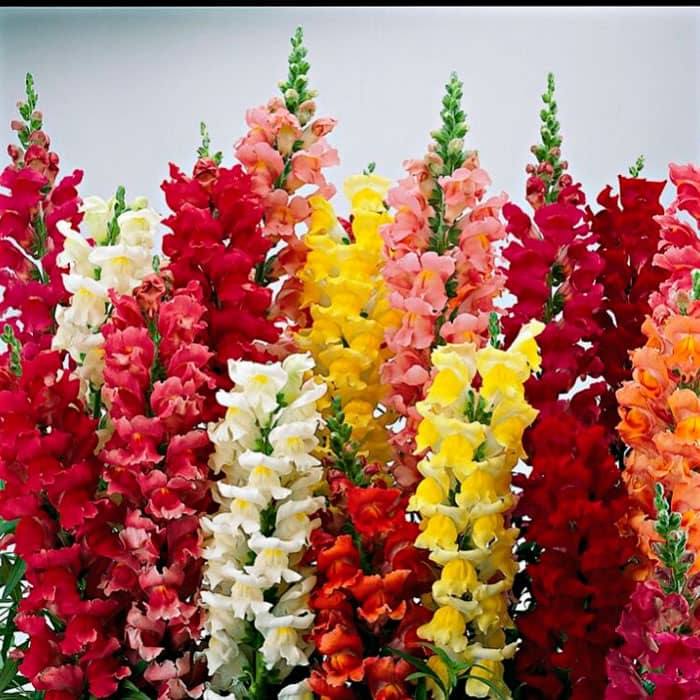 Суміш насіння ротиків (левовий зів) «Монако