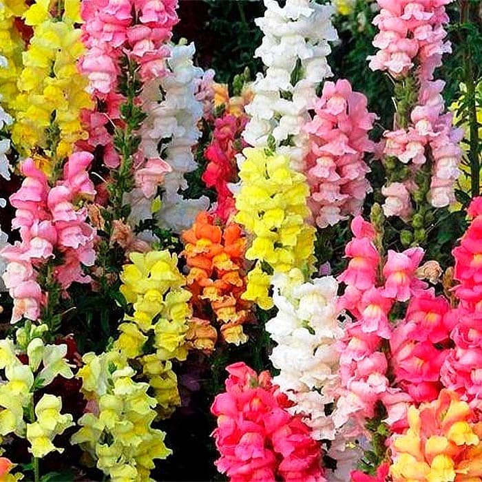 Суміш насіння ротиків (левовий зів) «Монако