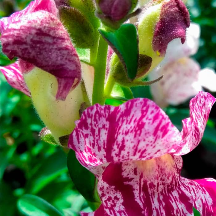 Суміш насіння ротиків (левовий зів) «Тутті-фрутті»