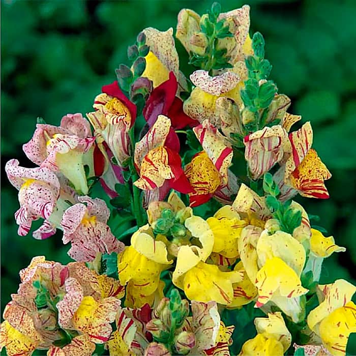 Суміш насіння ротиків (левовий зів) «Тутті-фрутті»